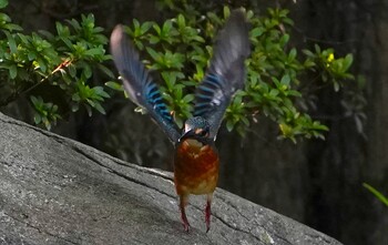 カワセミ 千里南公園 2021年10月20日(水)