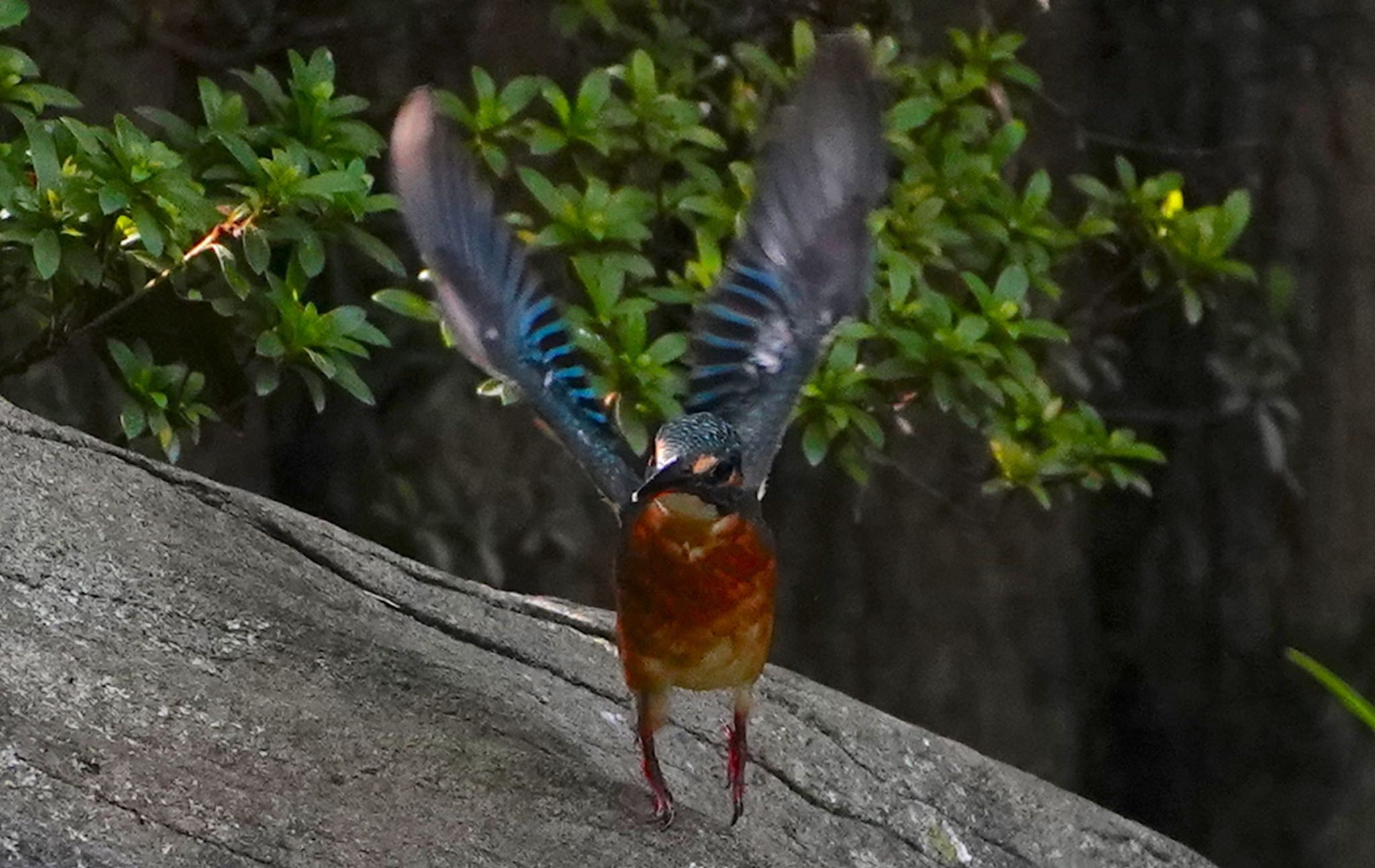 カワセミちゃんの飛び出し　　　　　大阪／千里南公園