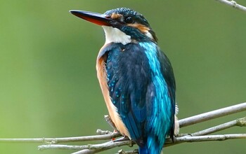 Common Kingfisher 千里南公園 Wed, 10/20/2021