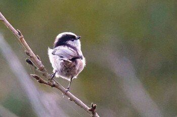 2021年10月20日(水) 鈴鹿青少年の森(三重県)の野鳥観察記録