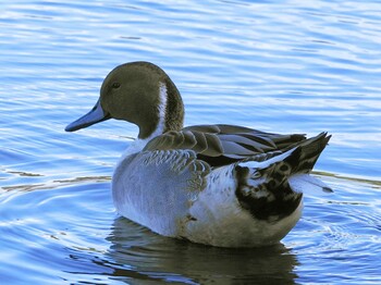 Northern Pintail 見沼自然公園 Wed, 10/20/2021