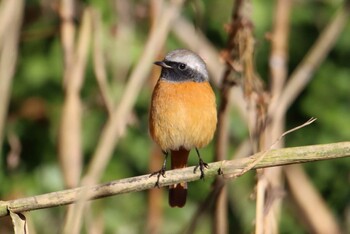 Daurian Redstart Yatoyama Park Mon, 1/4/2021