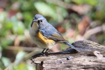 Red-flanked Bluetail Yatoyama Park Mon, 1/4/2021