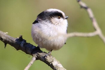 2021年1月9日(土) 舞岡公園の野鳥観察記録