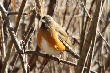 Brown-headed Thrush(orii) Maioka Park Sat, 1/9/2021