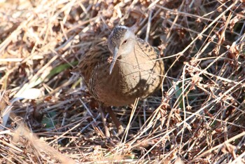 Brown-cheeked Rail Maioka Park Sat, 1/9/2021