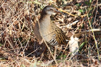 Brown-cheeked Rail Maioka Park Sat, 1/9/2021