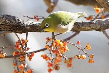 Warbling White-eye Maioka Park Sat, 1/9/2021