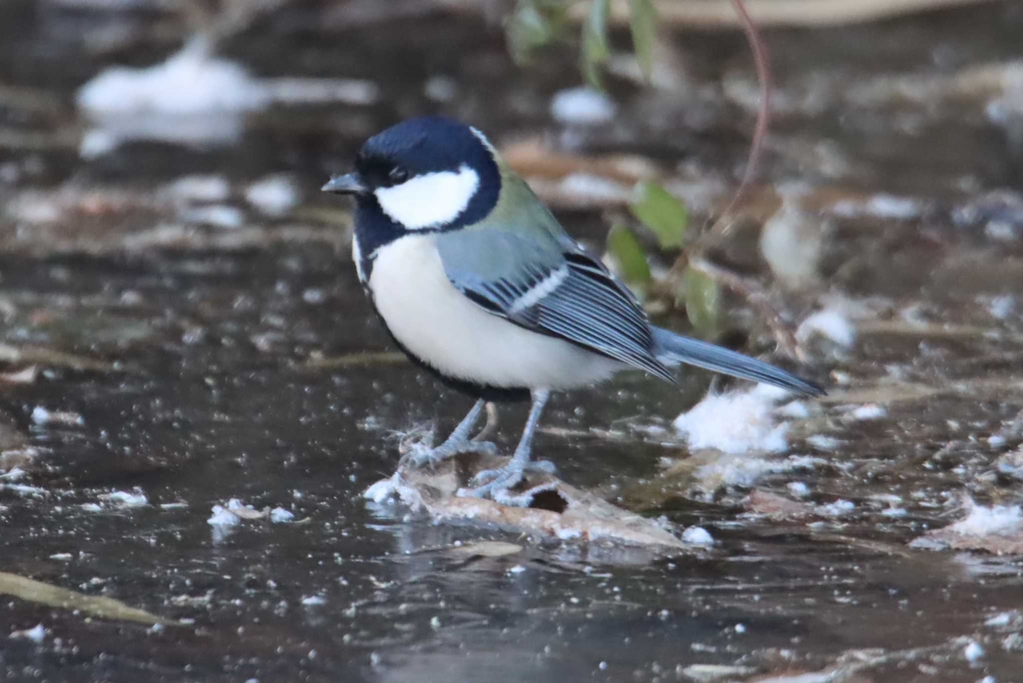 シジュウカラ