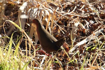 Ruddy-breasted Crake Maioka Park Sat, 1/9/2021