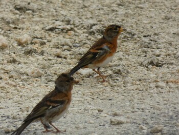 Brambling Yoron Island Thu, 10/21/2021