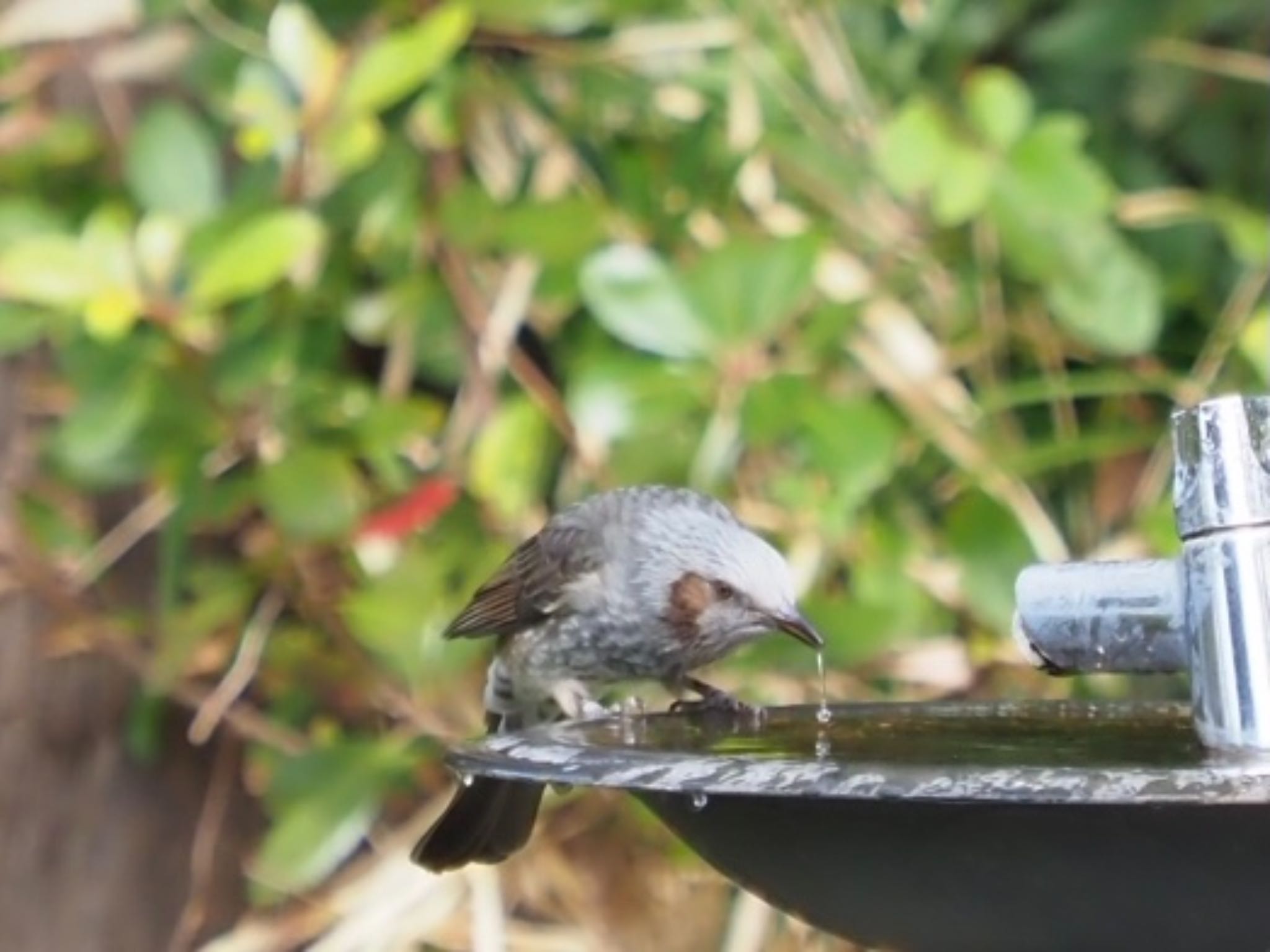 水飲み場に新しい水を入れてあげたら来てくれた by カルル