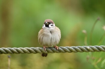 Eurasian Tree Sparrow 月寒公園 Wed, 10/20/2021