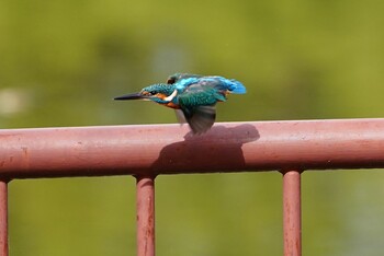 Common Kingfisher 城北公園 Thu, 10/21/2021