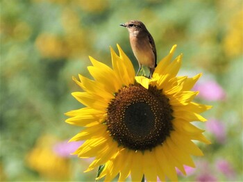 ノビタキ 岐阜県関市 2021年10月18日(月)