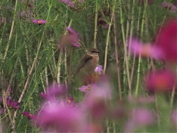 ノビタキ 岐阜県関市 2021年10月18日(月)