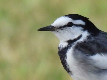 White Wagtail 祖父江ワイルドネイチャー緑地 Thu, 10/21/2021