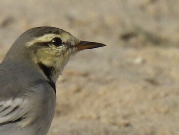 White Wagtail 祖父江ワイルドネイチャー緑地 Thu, 10/21/2021