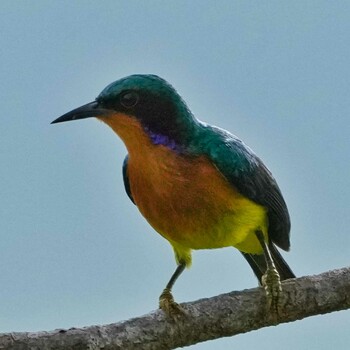 ホオアカコバシタイヨウチョウ Radar Hill(Thailand, Prachuap Khiri Khan) 2021年10月21日(木)