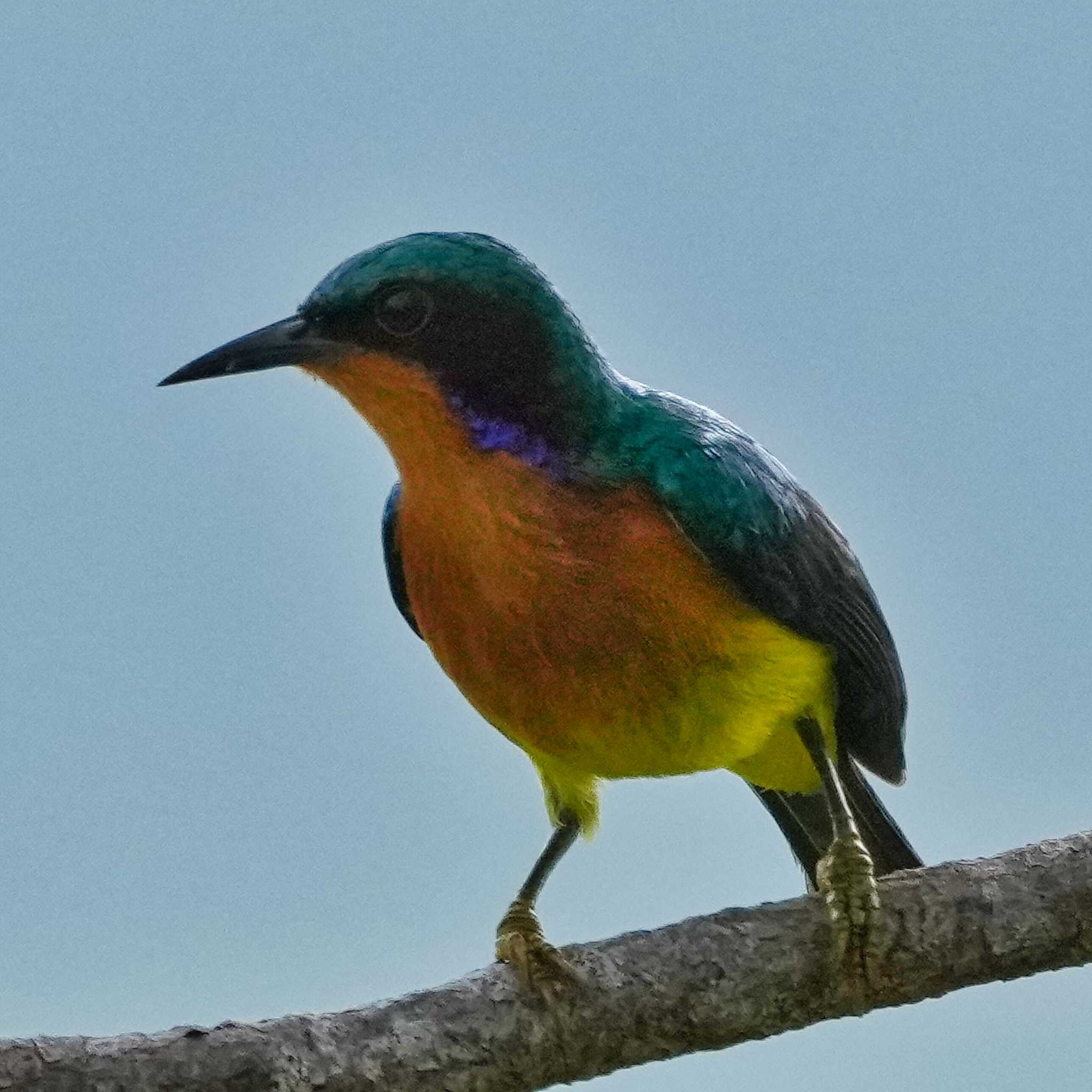 ホオアカコバシタイヨウチョウ