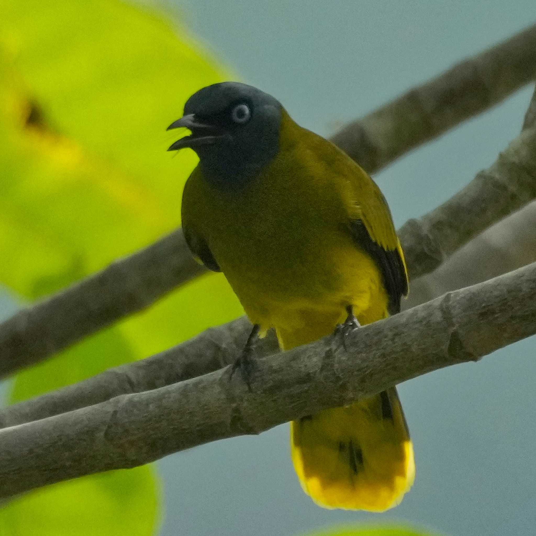 Photo of Black-headed Bulbul at Radar Hill(Thailand, Prachuap Khiri Khan) by span265