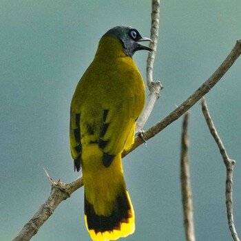 Black-headed Bulbul Radar Hill(Thailand, Prachuap Khiri Khan) Thu, 10/21/2021