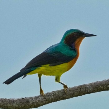 ホオアカコバシタイヨウチョウ Radar Hill(Thailand, Prachuap Khiri Khan) 2021年10月21日(木)