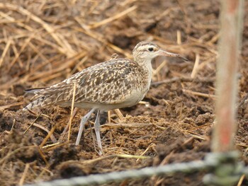 Little Curlew Yoron Island Thu, 10/21/2021