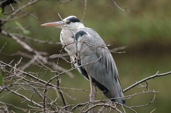 2021年10月21日(木) 三ツ池公園(横浜市鶴見区)の野鳥観察記録