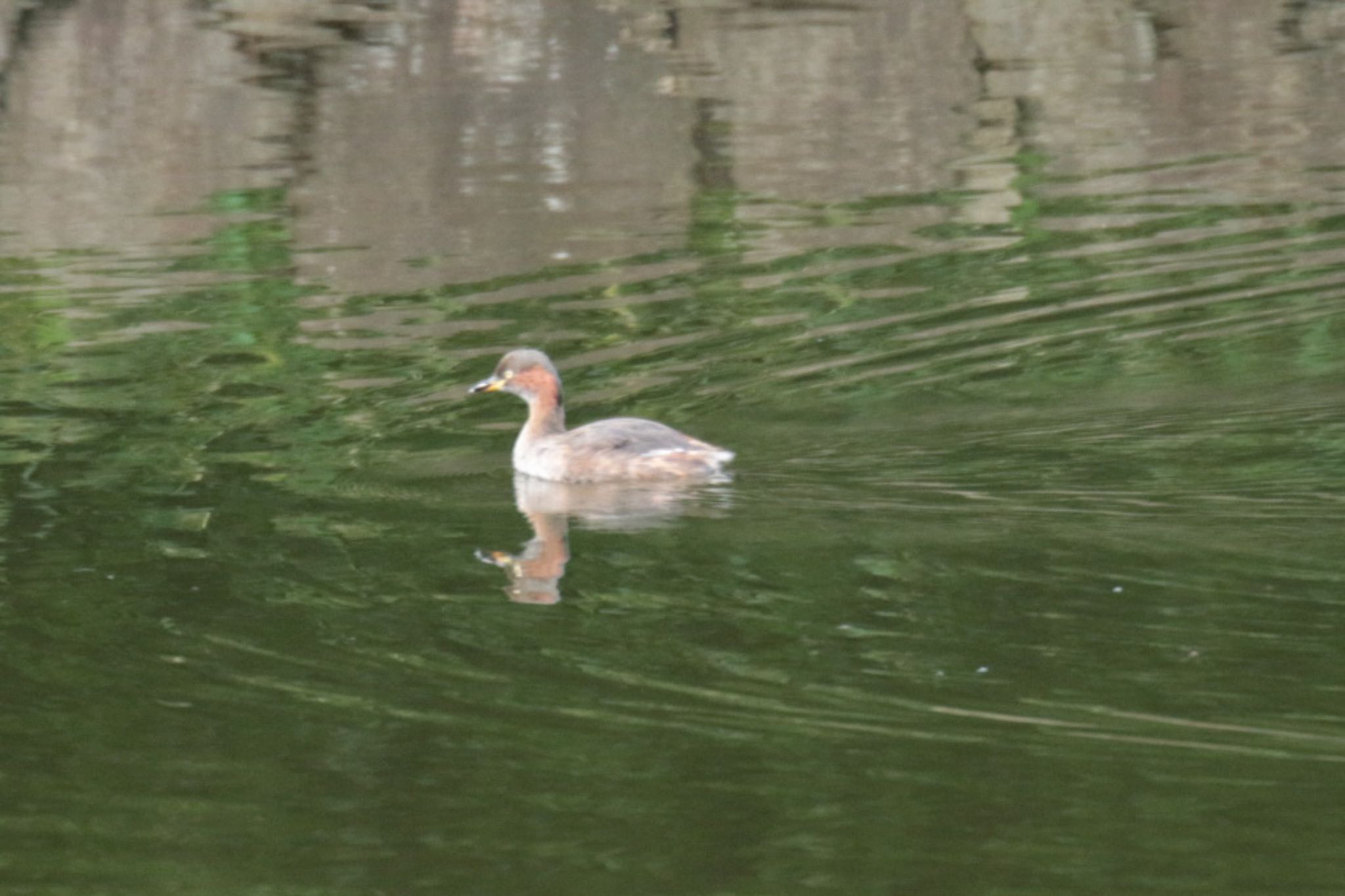 三ツ池公園(横浜市鶴見区) カイツブリの写真 by もみじ