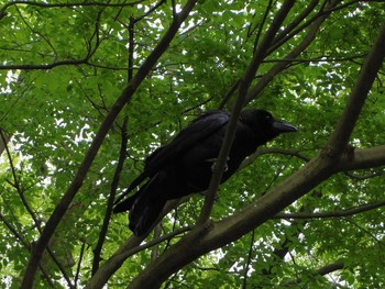Large-billed Crow Kyoto Gyoen Mon, 5/1/2017