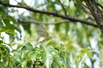 2021年9月16日(木) 埼玉県の野鳥観察記録