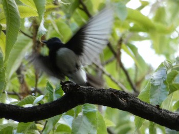 Blue-and-white Flycatcher Nagai Botanical Garden Mon, 5/1/2017