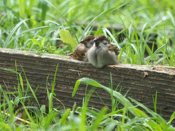 スズメ 埼玉県羽生水郷公園 2021年5月9日(日)