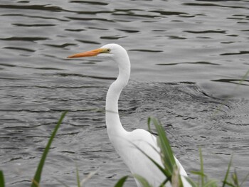 Great Egret 玉川 Sat, 10/2/2021