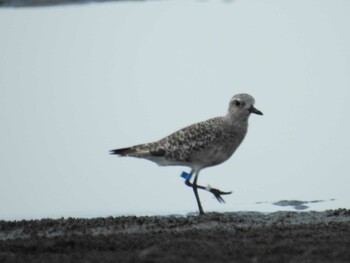 Red-necked Stint Sambanze Tideland Sun, 10/3/2021