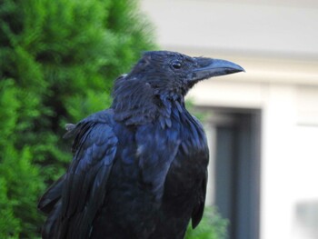 Carrion Crow 明大前 Sun, 10/3/2021