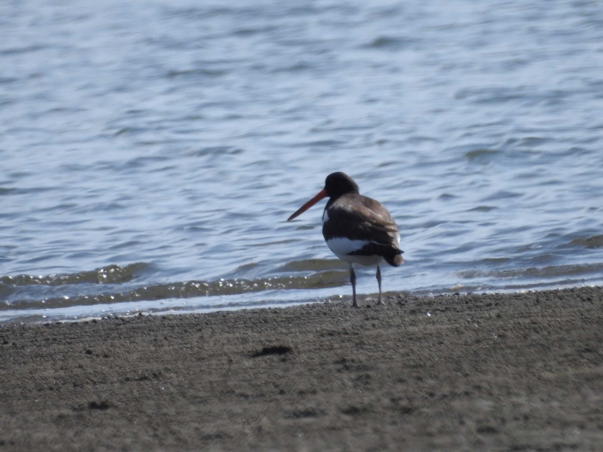 ふなばし三番瀬海浜公園 ミヤコドリの写真 by つきお