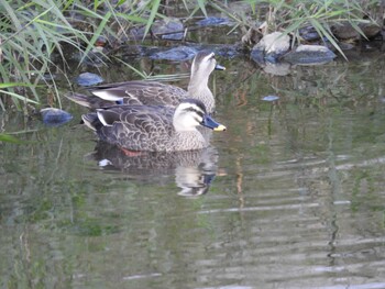 Eastern Spot-billed Duck 玉川 Mon, 10/18/2021