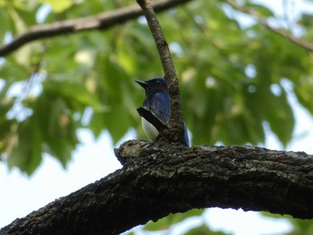 Blue-and-white Flycatcher Nagai Botanical Garden Mon, 5/1/2017