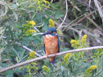 Common Kingfisher 玉川 Mon, 10/18/2021