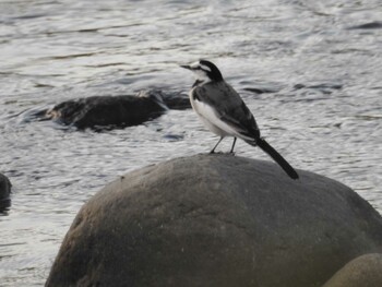 White Wagtail 玉川 Mon, 10/18/2021