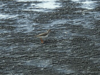 Terek Sandpiper Sambanze Tideland Sun, 10/3/2021