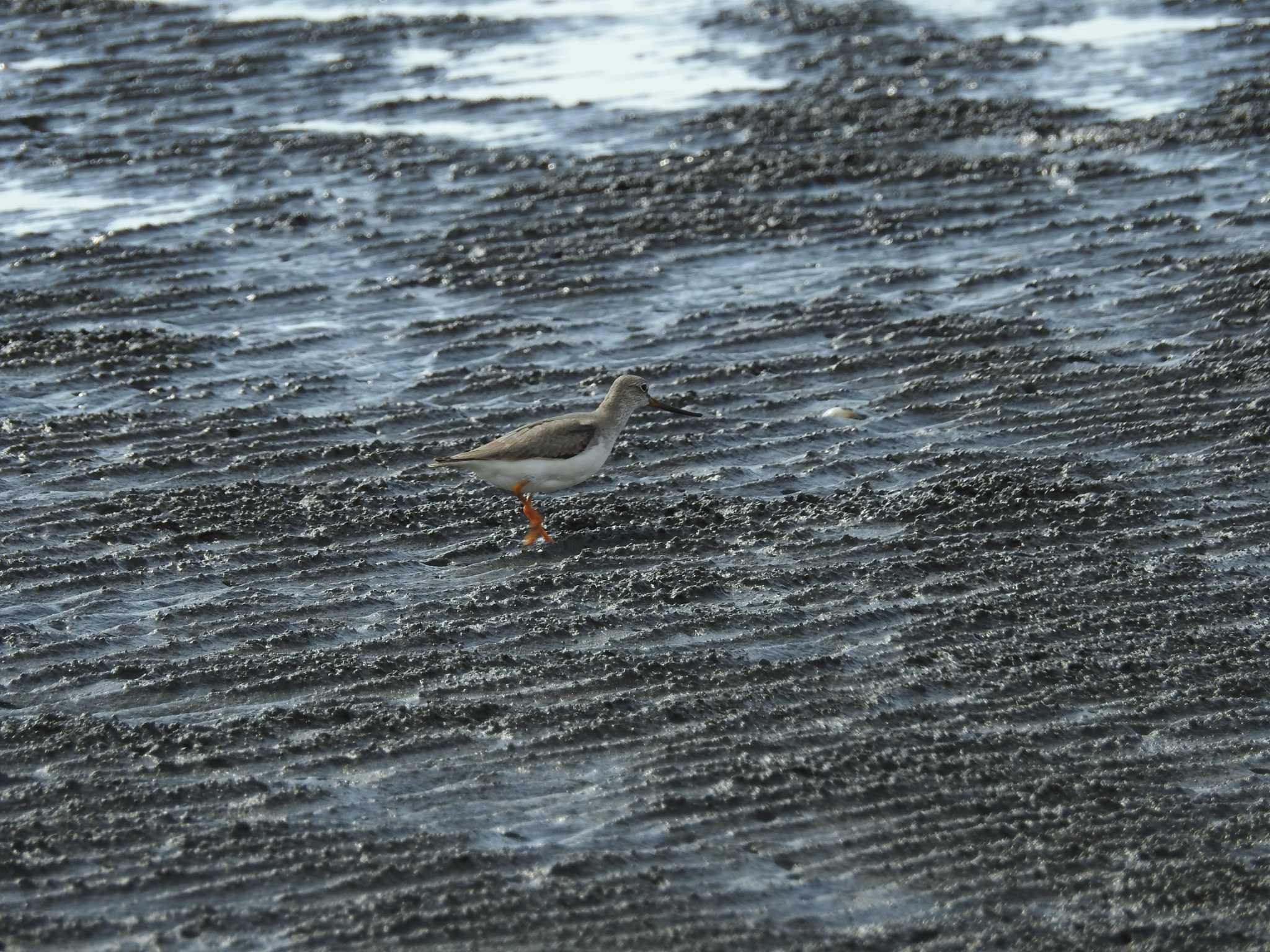 ふなばし三番瀬海浜公園 ソリハシシギの写真 by つきお