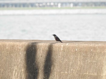 Blue Rock Thrush 日の出三番瀬沿い緑道 Sun, 10/3/2021