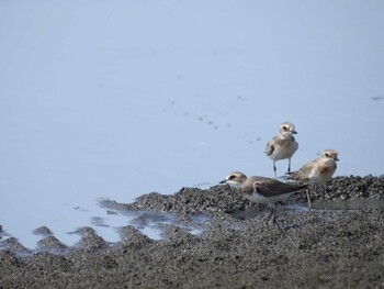 Siberian Sand Plover Sambanze Tideland Sun, 10/3/2021