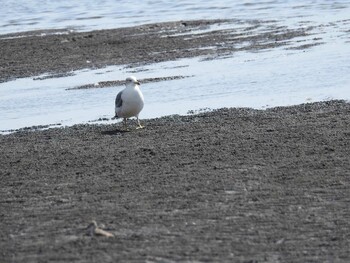 Black-tailed Gull Sambanze Tideland Sun, 10/3/2021