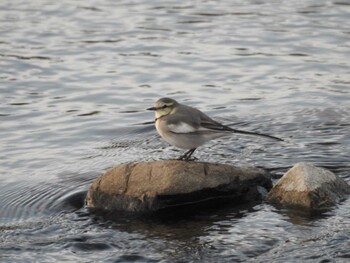 White Wagtail 玉川 Mon, 10/18/2021