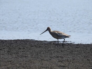 Bar-tailed Godwit Sambanze Tideland Sun, 10/3/2021