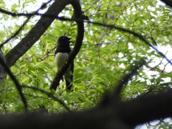 Blue-and-white Flycatcher Nagai Botanical Garden Mon, 5/1/2017